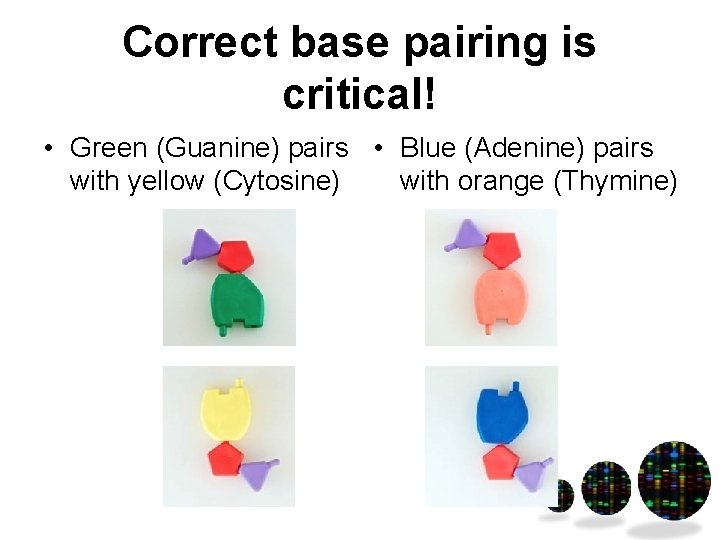 Correct base pairing is critical! • Green (Guanine) pairs • Blue (Adenine) pairs with