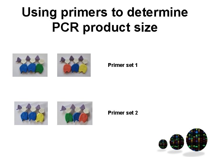 Using primers to determine PCR product size Primer set 1 Primer set 2 