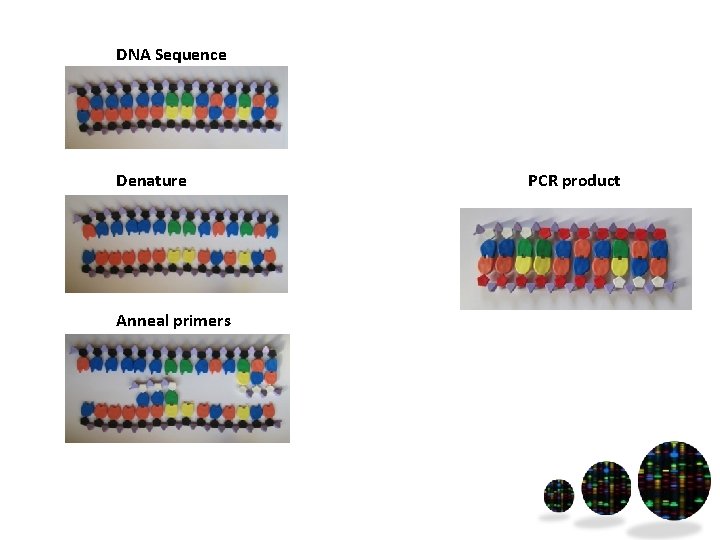 DNA Sequence Denature Anneal primers PCR product 