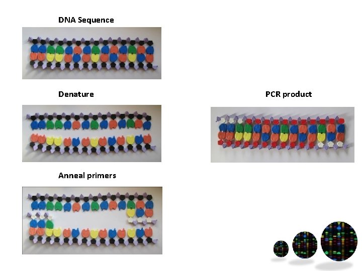 DNA Sequence Denature Anneal primers PCR product 