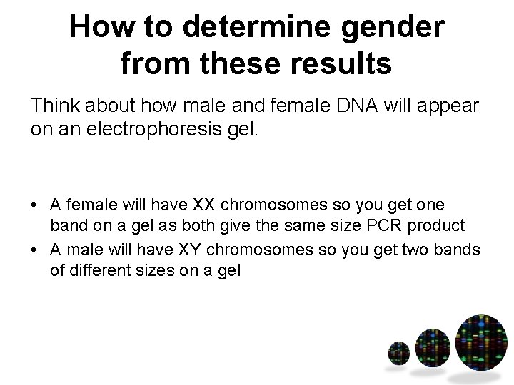 How to determine gender from these results Think about how male and female DNA