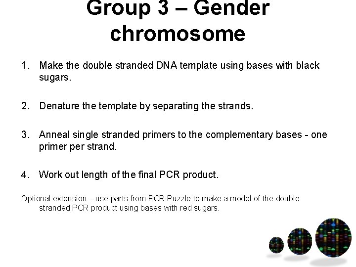 Group 3 – Gender chromosome 1. Make the double stranded DNA template using bases