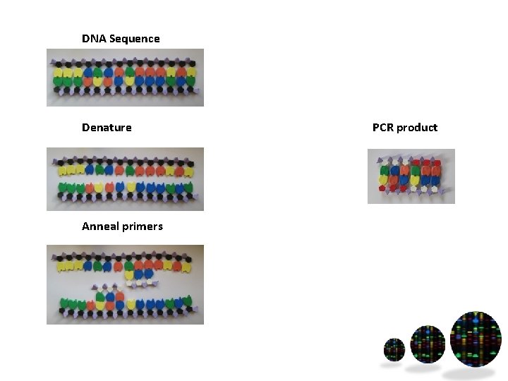DNA Sequence Denature Anneal primers PCR product 