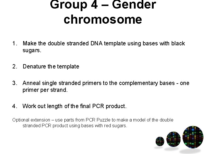 Group 4 – Gender chromosome 1. Make the double stranded DNA template using bases