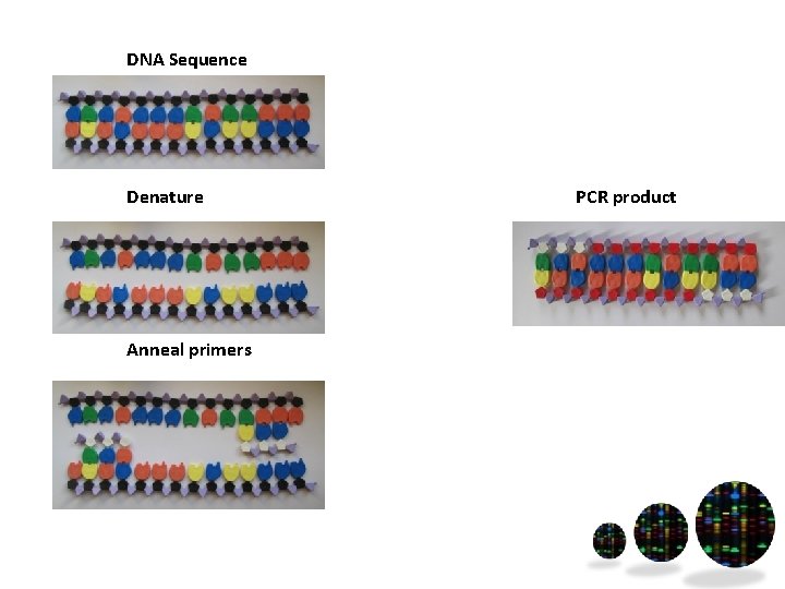 DNA Sequence Denature Anneal primers PCR product 