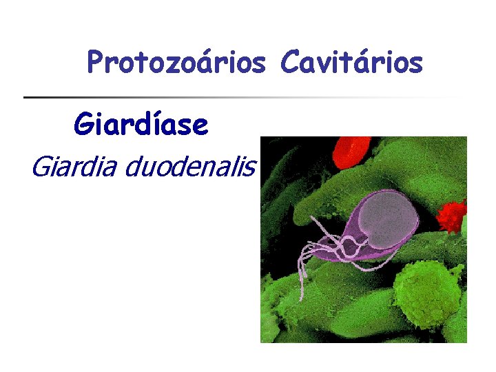 Protozoários Cavitários Giardíase Giardia duodenalis 
