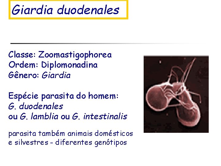 Giardia duodenales Classe: Zoomastigophorea Ordem: Diplomonadina Gênero: Giardia Espécie parasita do homem: G. duodenales