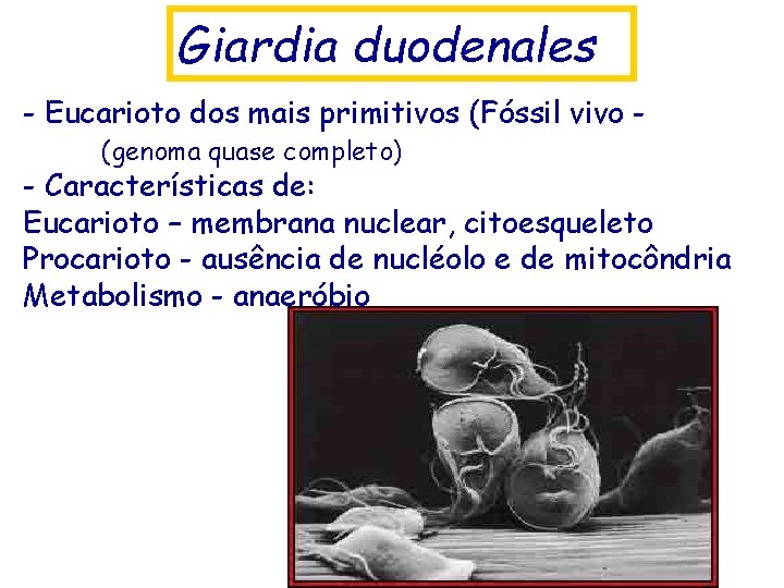 Giardia duodenales - Eucarioto dos mais primitivos (Fóssil vivo (genoma quase completo) - Características