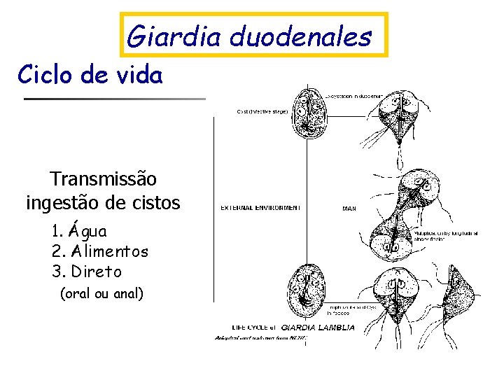 Giardia duodenales Ciclo de vida Transmissão ingestão de cistos 1. Água 2. Alimentos 3.