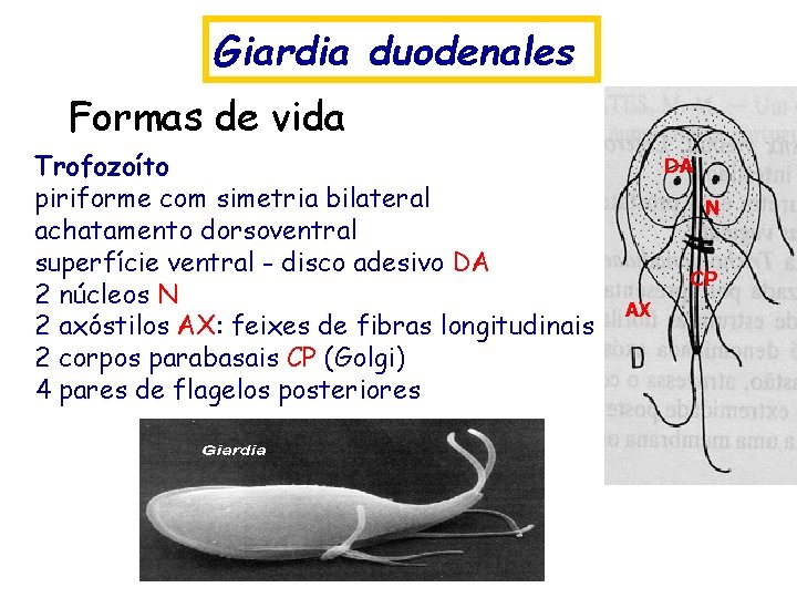 Giardia duodenales Formas de vida Trofozoíto piriforme com simetria bilateral achatamento dorsoventral superfície ventral