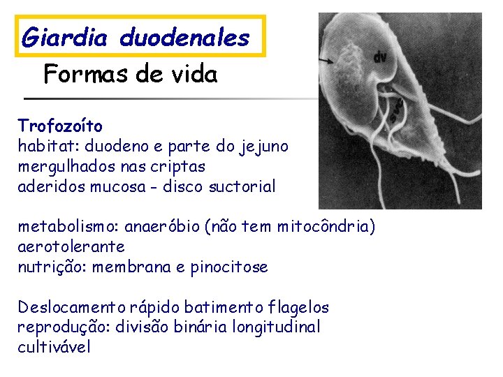 Giardia duodenales Formas de vida Trofozoíto habitat: duodeno e parte do jejuno mergulhados nas
