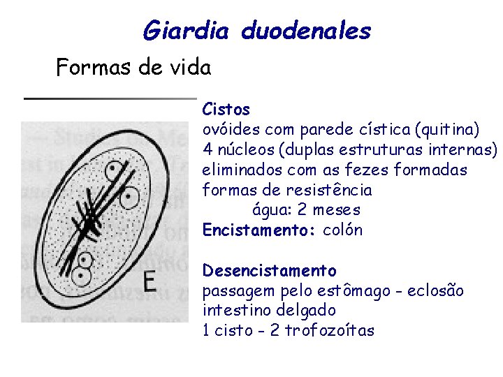Giardia duodenales Formas de vida Cistos ovóides com parede cística (quitina) 4 núcleos (duplas