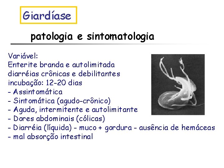 Giardíase patologia e sintomatologia Variável: Enterite branda e autolimitada diarréias crônicas e debilitantes incubação:
