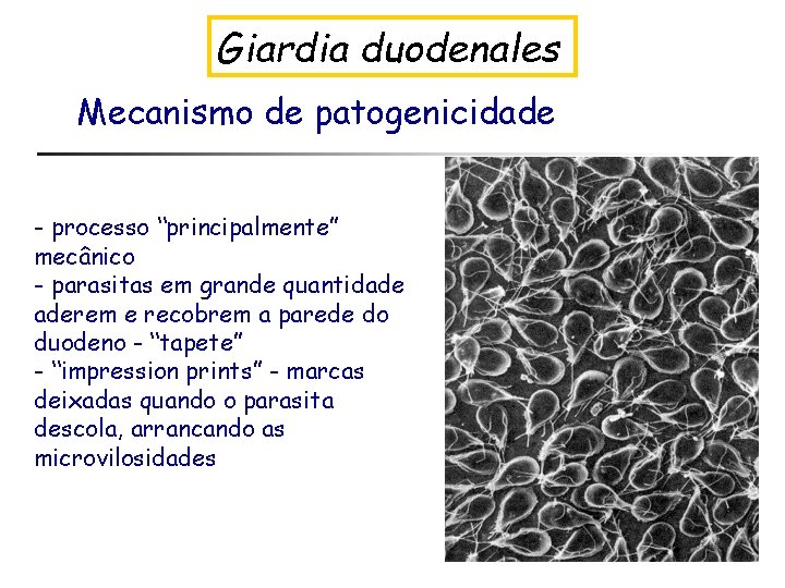 Giardia duodenales Mecanismo de patogenicidade - processo “principalmente” mecânico - parasitas em grande quantidade