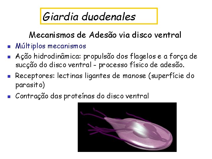 Giardia duodenales Mecanismos de Adesão via disco ventral n n Múltiplos mecanismos Ação hidrodinâmica:
