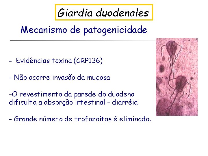 Giardia duodenales Mecanismo de patogenicidade - Evidências toxina (CRP 136) - Não ocorre invasão