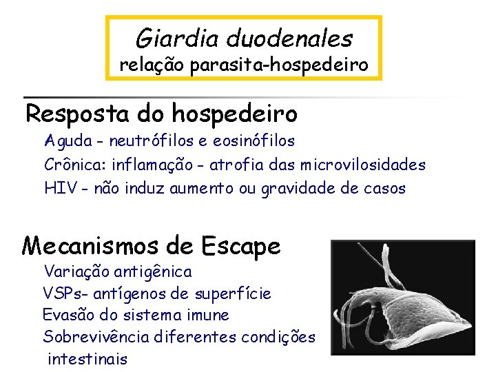  Giardia duodenales relação parasita-hospedeiro Resposta do hospedeiro Aguda - neutrófilos e eosinófilos Crônica: