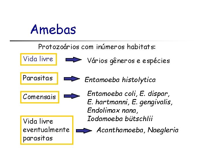 Amebas Protozoários com inúmeros habitats: Vida livre Parasitas Comensais Vida livre eventualmente parasitas Vários