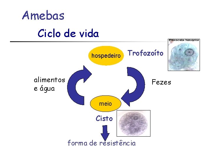Amebas Ciclo de vida hospedeiro Trofozoíto alimentos e água Fezes meio Cisto forma de