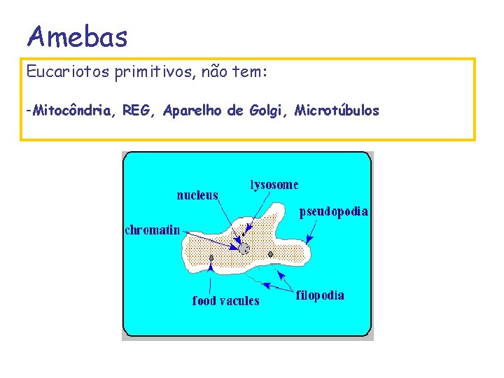 Amebas Eucariotos primitivos, não tem: -Mitocôndria, REG, Aparelho de Golgi, Microtúbulos 