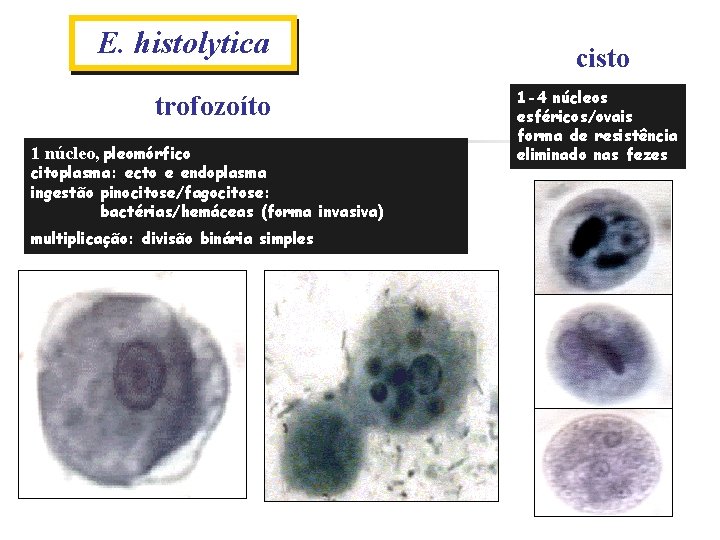 E. histolytica trofozoíto 1 núcleo, pleomórfico citoplasma: ecto e endoplasma ingestão pinocitose/fagocitose: bactérias/hemáceas (forma