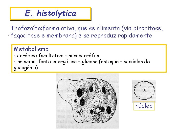 E. histolytica Trofozoíto: forma ativa, que se alimenta (via pinocitose, fagocitose e membrana) e