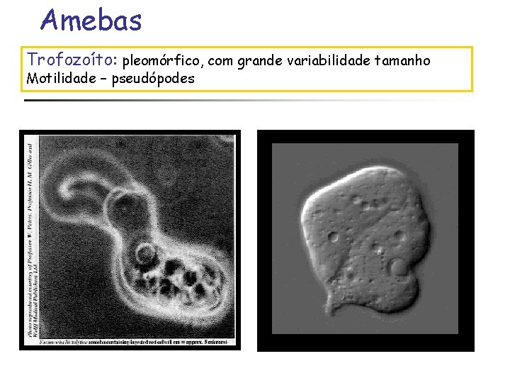Amebas Trofozoíto: pleomórfico, com grande variabilidade tamanho Motilidade – pseudópodes 