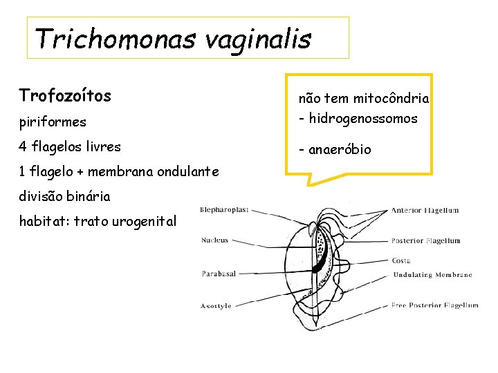 Trichomonas vaginalis Trofozoítos piriformes não tem mitocôndria - hidrogenossomos 4 flagelos livres - anaeróbio