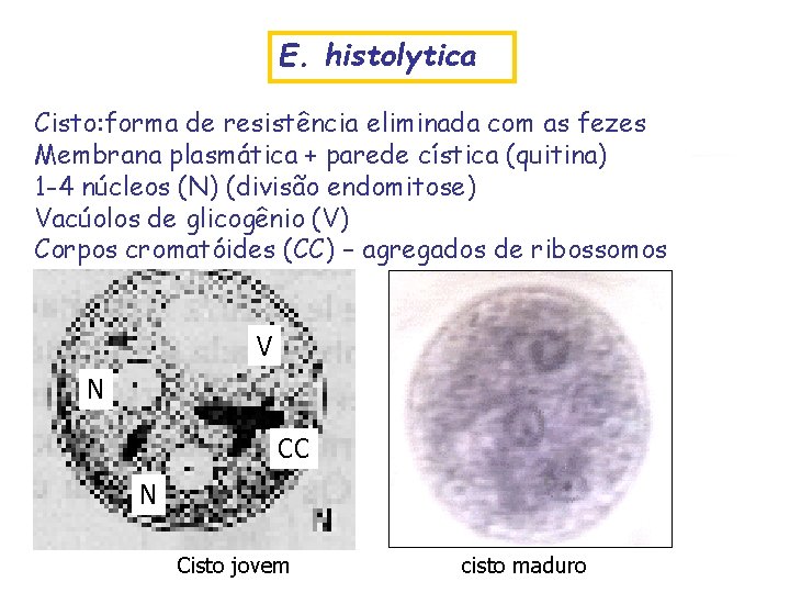 E. histolytica Cisto: forma de resistência eliminada com as fezes Membrana plasmática + parede