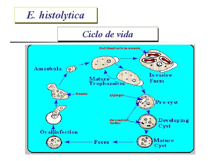 E. histolytica Ciclo de vida 