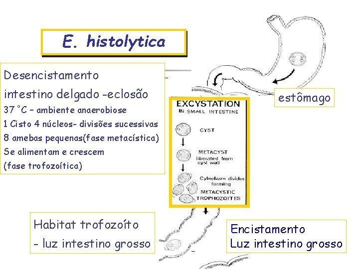 E. histolytica Desencistamento intestino delgado -eclosão 37 º C – ambiente anaerobiose estômago 1