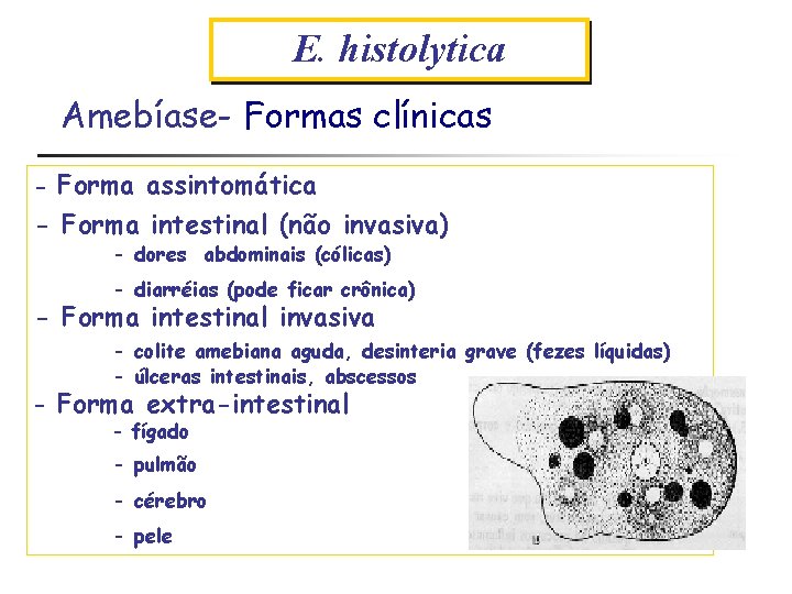 E. histolytica Amebíase- Formas clínicas Forma assintomática - Forma intestinal (não invasiva) - -