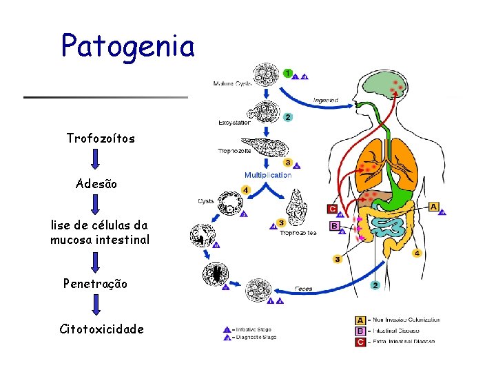 Patogenia Trofozoítos Adesão lise de células da mucosa intestinal Penetração Citotoxicidade 