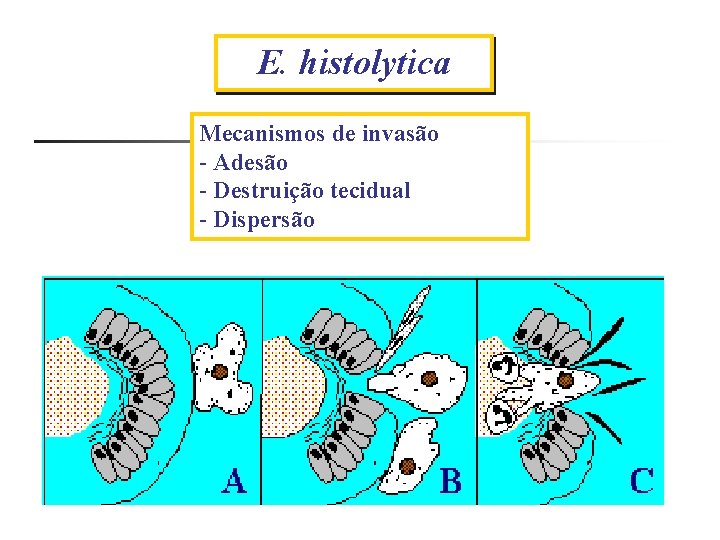 E. histolytica Amebíase Mecanismos de invasão - Adesão - Destruição tecidual - Dispersão amebóide