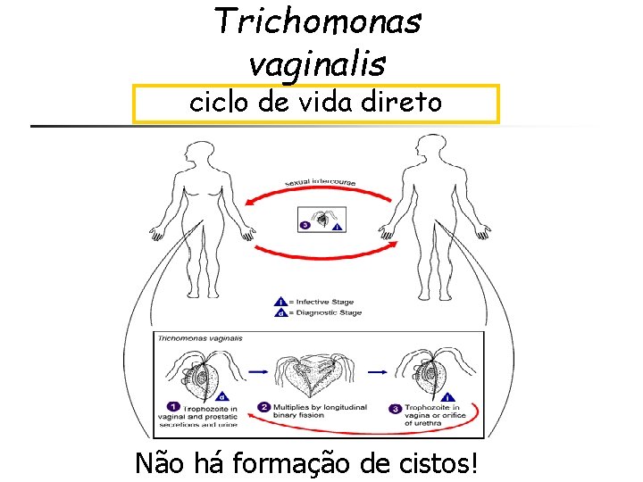 Trichomonas vaginalis ciclo de vida direto Relação sexual Não há formação de cistos! 