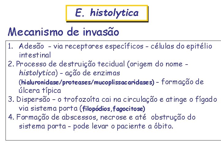 E. histolytica Mecanismo de invasão 1. Adesão - via receptores específicos - células do
