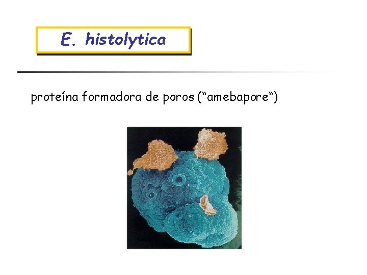 E. histolytica proteína formadora de poros (“amebapore“) 