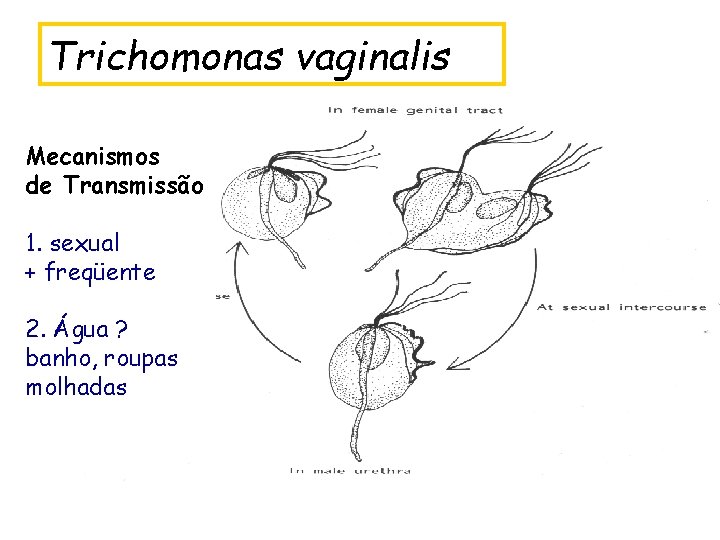 Trichomonas vaginalis Mecanismos de Transmissão 1. sexual + freqüente 2. Água ? banho, roupas