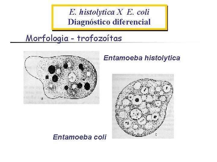 E. histolytica X E. coli Diagnóstico diferencial Morfologia - trofozoítas Entamoeba histolytica Entamoeba coli