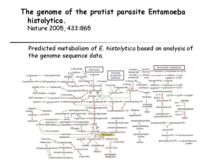 The genome of the protist parasite Entamoeba histolytica. Nature 2005, 433: 865 Predicted metabolism