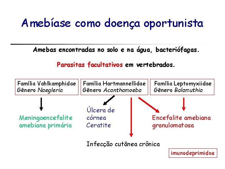 Amebíase como doença oportunista Amebas encontradas no solo e na água, bacteriófagas. Parasitas facultativos