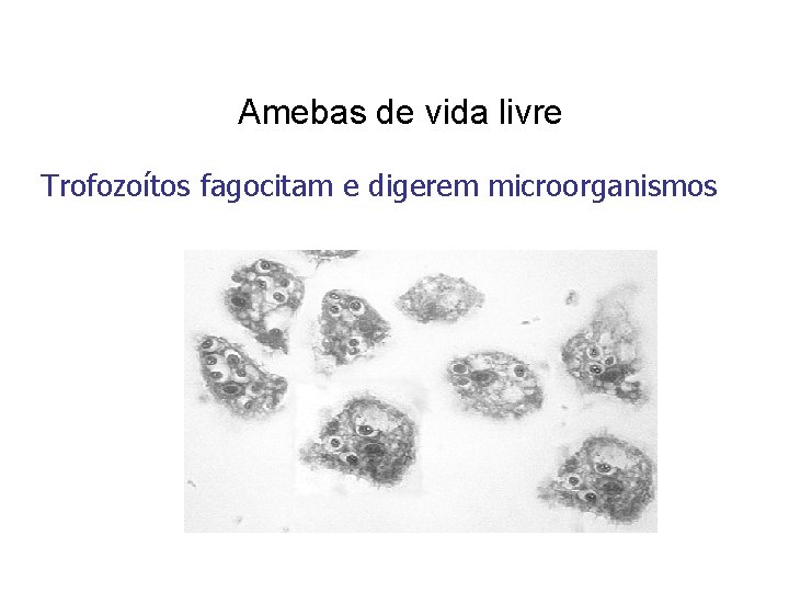 Amebas de vida livre Trofozoítos fagocitam e digerem microorganismos 