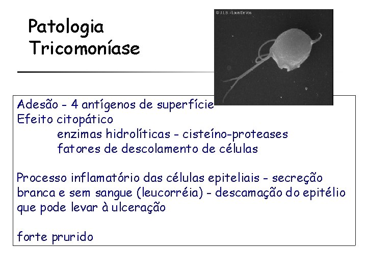 Patologia Tricomoníase Adesão - 4 antígenos de superfície Efeito citopático enzimas hidrolíticas - cisteíno-proteases