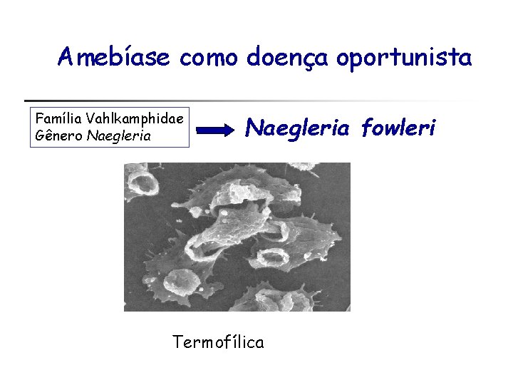 Amebíase como doença oportunista Família Vahlkamphidae Gênero Naegleria fowleri Termofílica 