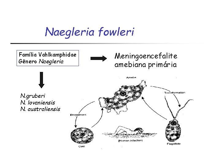 Naegleria fowleri Família Vahlkamphidae Gênero Naegleria N. gruberi N. lovaniensis N. australiensis Meningoencefalite amebiana