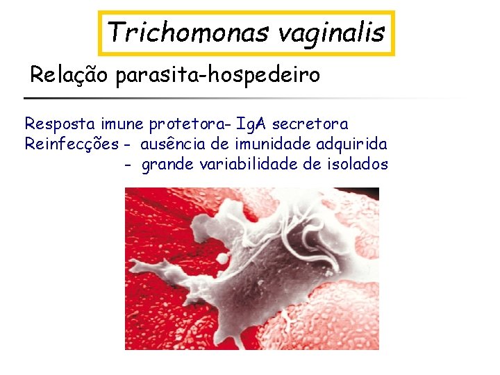 Trichomonas vaginalis Relação parasita-hospedeiro Resposta imune protetora- Ig. A secretora Reinfecções - ausência de