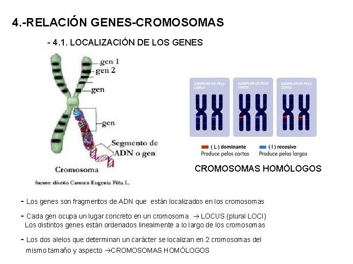 4. -RELACIÓN GENES-CROMOSOMAS - 4. 1. LOCALIZACIÓN DE LOS GENES CROMOSOMAS HOMÓLOGOS - Los