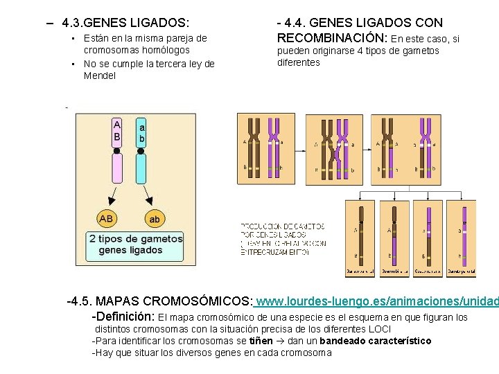 – 4. 3. GENES LIGADOS: • Están en la misma pareja de cromosomas homólogos