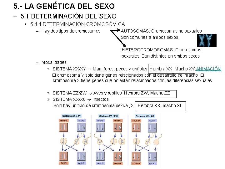 5. - LA GENÉTICA DEL SEXO – 5. 1 DETERMINACIÓN DEL SEXO • 5.
