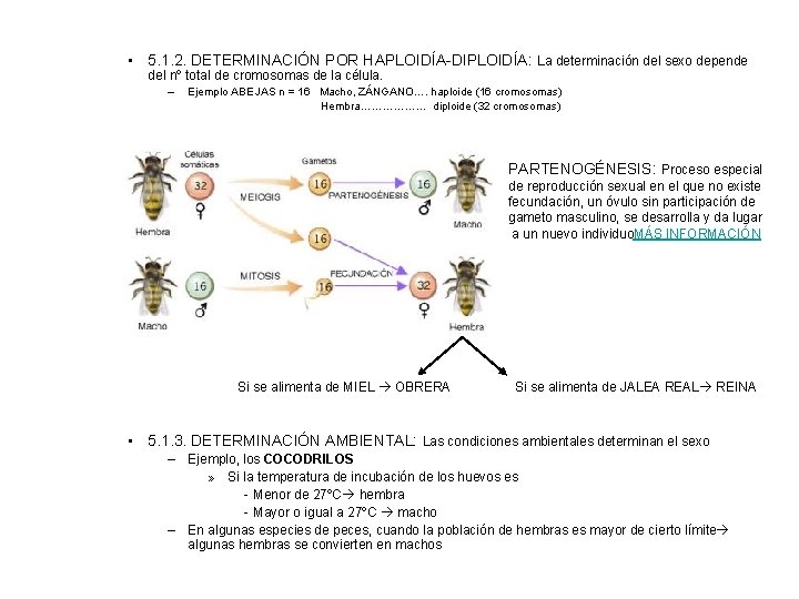  • 5. 1. 2. DETERMINACIÓN POR HAPLOIDÍA-DIPLOIDÍA: La determinación del sexo depende del